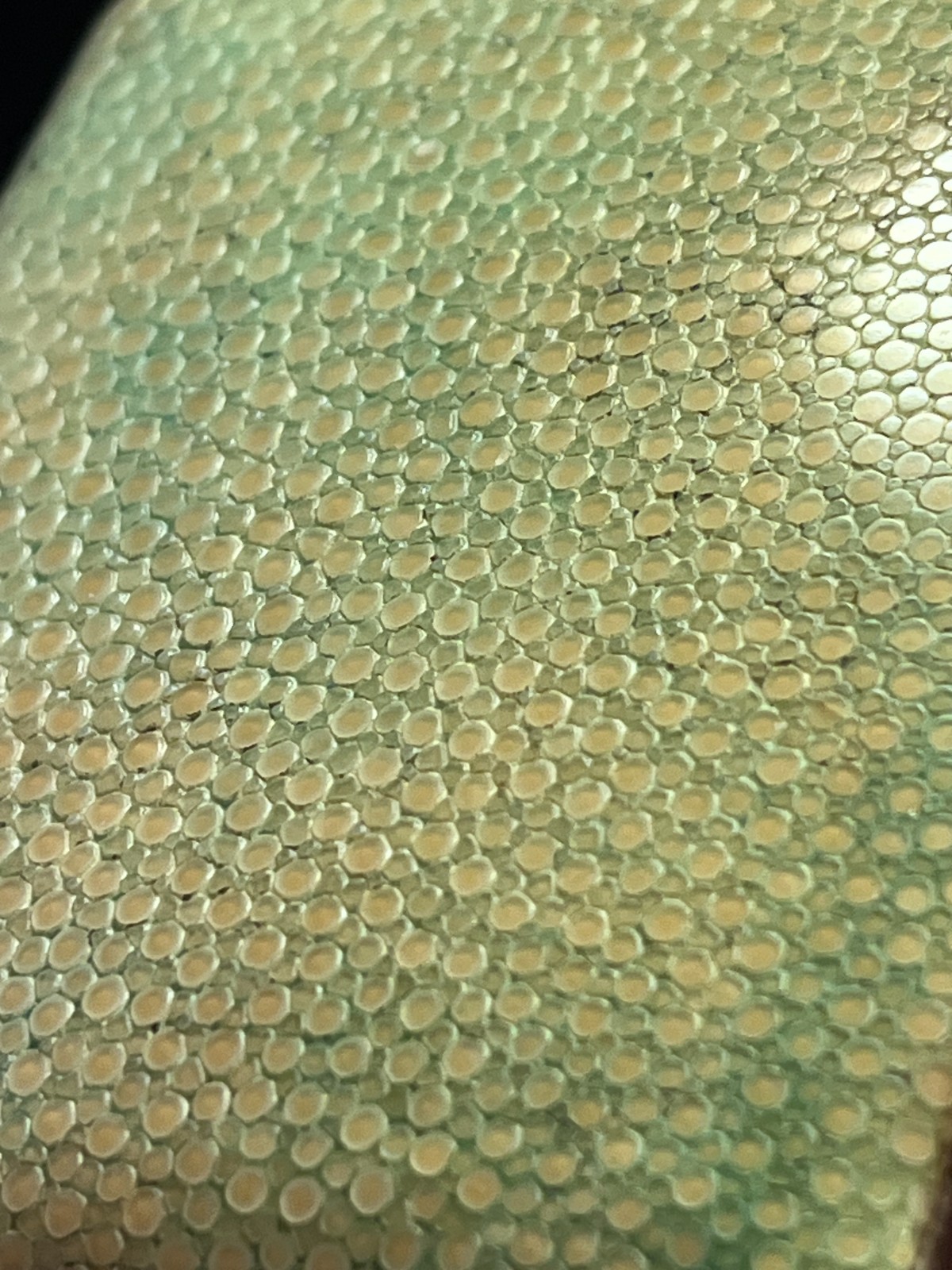 Vintage Shagreen slim cigarette case